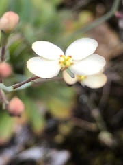 Stylidium spathulatum