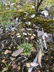 Stylidium spathulatum