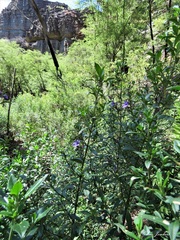 Prostanthera caerulea