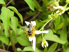 Megachile conjuncta