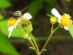 Megachile conjuncta