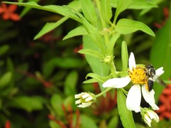 Megachile conjuncta