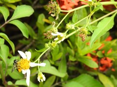 Megachile conjuncta