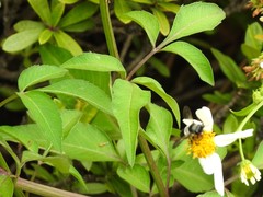 Megachile conjuncta