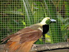 Raggiana Bird-Of-Paradise photo 1