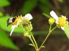 Megachile conjuncta