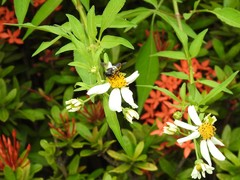 Megachile conjuncta