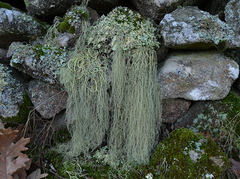 Usnea articulata