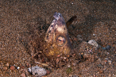 Ophichthus altipennis