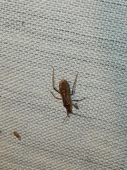 Saicinae