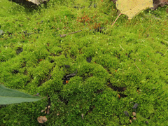 Octospora excipulata