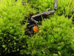 Octospora excipulata