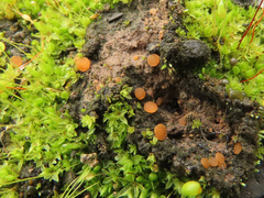 Octospora excipulata