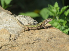 Podarcis bocagei