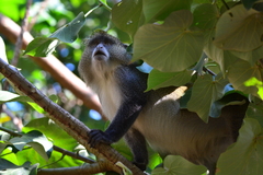 Cercopithecus mitis erythrarchus
