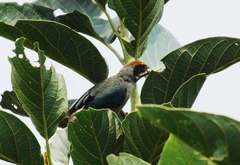 Stilpnia cayana