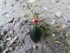 Carabus lineatus lateralis