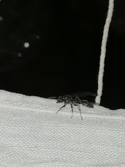 Polybia plebeja