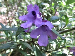 Prostanthera caerulea