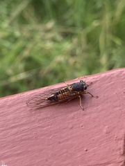 Yoyetta landsboroughi