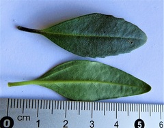 Prostanthera caerulea