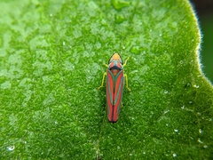 Graphocephala coccinea coccinea