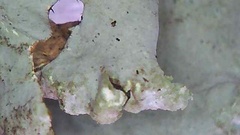 Cetrelia cetrarioides