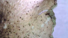 Cetrelia cetrarioides