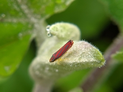 Graphocephala coccinea coccinea