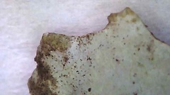 Cetrelia cetrarioides