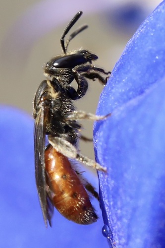Oval-headed Sweat Bee photographed in Washington