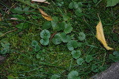 Glechoma hederacea