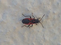 Melanocoryphus tristrami