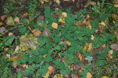 Chelidonium majus