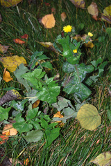 Sonchus oleraceus