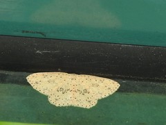 Perixera decretarioides