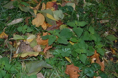 Urtica dioica