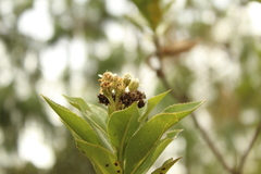 Verbesina centroboyacana