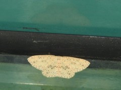 Perixera decretarioides