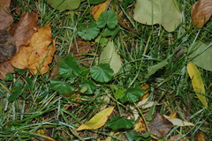 Malva pusilla