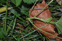 Malva pusilla