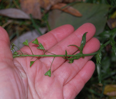 Capsella bursa-pastoris