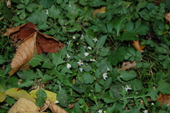 Solanum nigrum