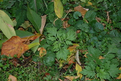 Artemisia vulgaris