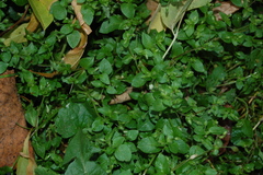 Stellaria media
