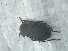 Tenebrionidae