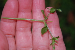 Stellaria media