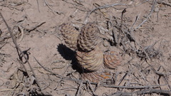 Tephrocactus articulatus