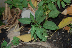 Solanum dulcamara