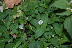 Stellaria aquatica